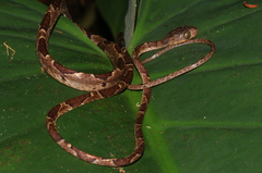 Imantodes cenchoa