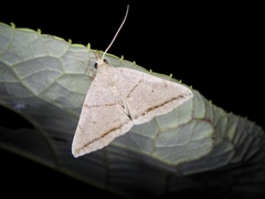 Zanclognatha griselda