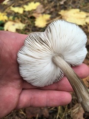 Pluteus
