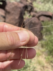 Aristida californica