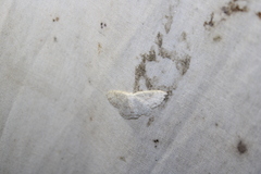 Cyclophora pendulinaria