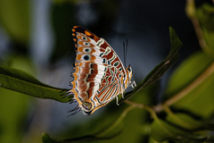Charaxes