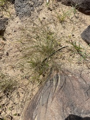 Aristida californica