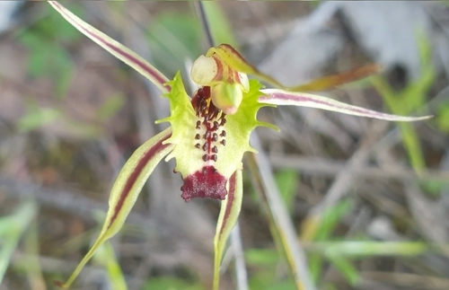 Image of Caladenia campestris by (c) Rosalie Lawrence, some rights reserved (CC BY)