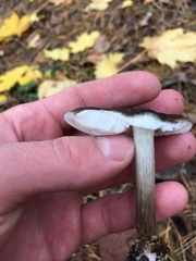 Pluteus