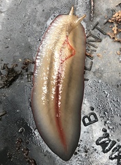 Triboniophorus graeffei