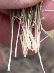 Aristida californica
