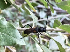 Tragidion coquus