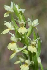 Dactylorhiza insularis