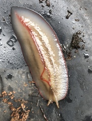 Triboniophorus graeffei