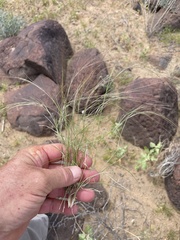 Aristida californica