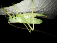 Hexacentrus hareyamai