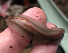 Triboniophorus graeffei