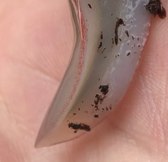 Triboniophorus graeffei