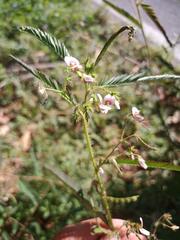 Aeschynomene americana