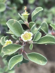 Euphorbia misera