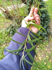 Salix viminalis