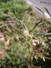 Aeschynomene americana