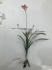 Freesia laxa