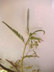 Aeschynomene americana