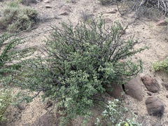 Euphorbia misera