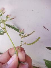 Aeschynomene americana