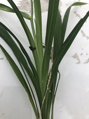 Freesia laxa