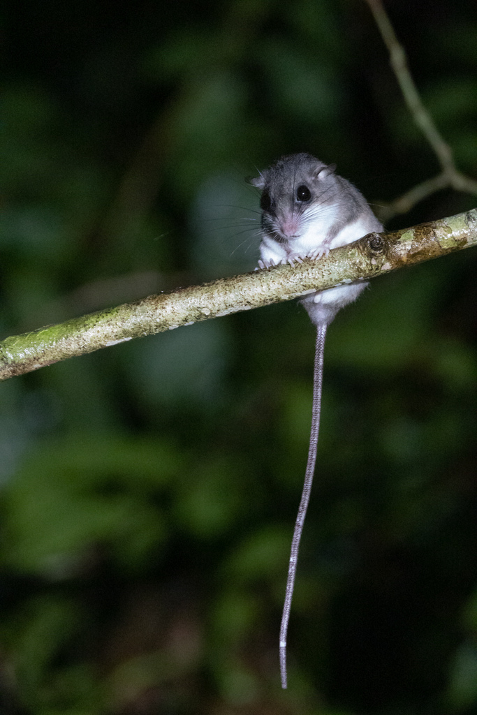 New Guinea Brush Mice