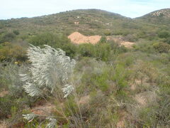 Aspalathus candicans