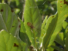 Metellina segmentata