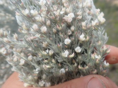 Aspalathus candicans