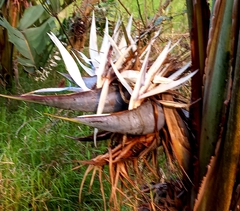 Strelitzia nicolai