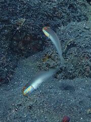 Valenciennea strigata