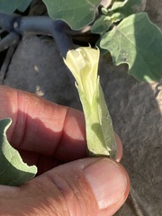 Datura arenicola