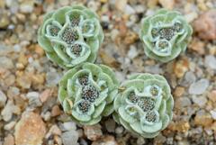 Filago tyrrhenica