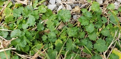 Modiola caroliniana
