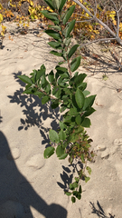 Vitex rotundifolia