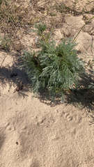Artemisia campestris