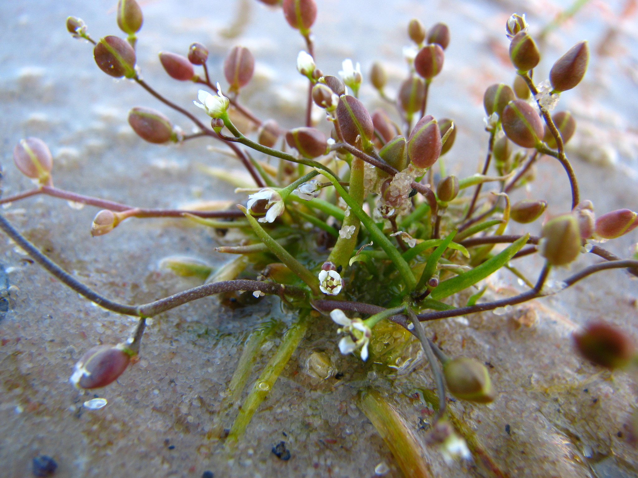 Subularia aquatica