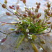 Subularia aquatica - Photo (c) Sarah Vinge-Mazer, algunos derechos reservados (CC BY-NC-SA), subido por Sarah Vinge-Mazer