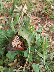 Acraea horta