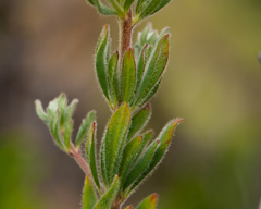 Balbisia peduncularis