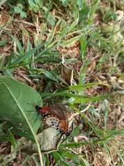 Acraea horta