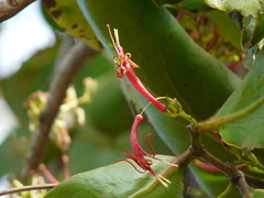 Dendrophthoe falcata