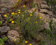 Balbisia peduncularis
