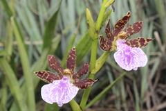 Zygopetalum