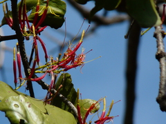 Dendrophthoe falcata