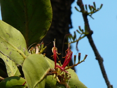 Dendrophthoe falcata