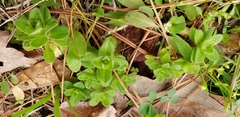 Cerastium glomeratum