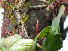 Dendrophthoe falcata
